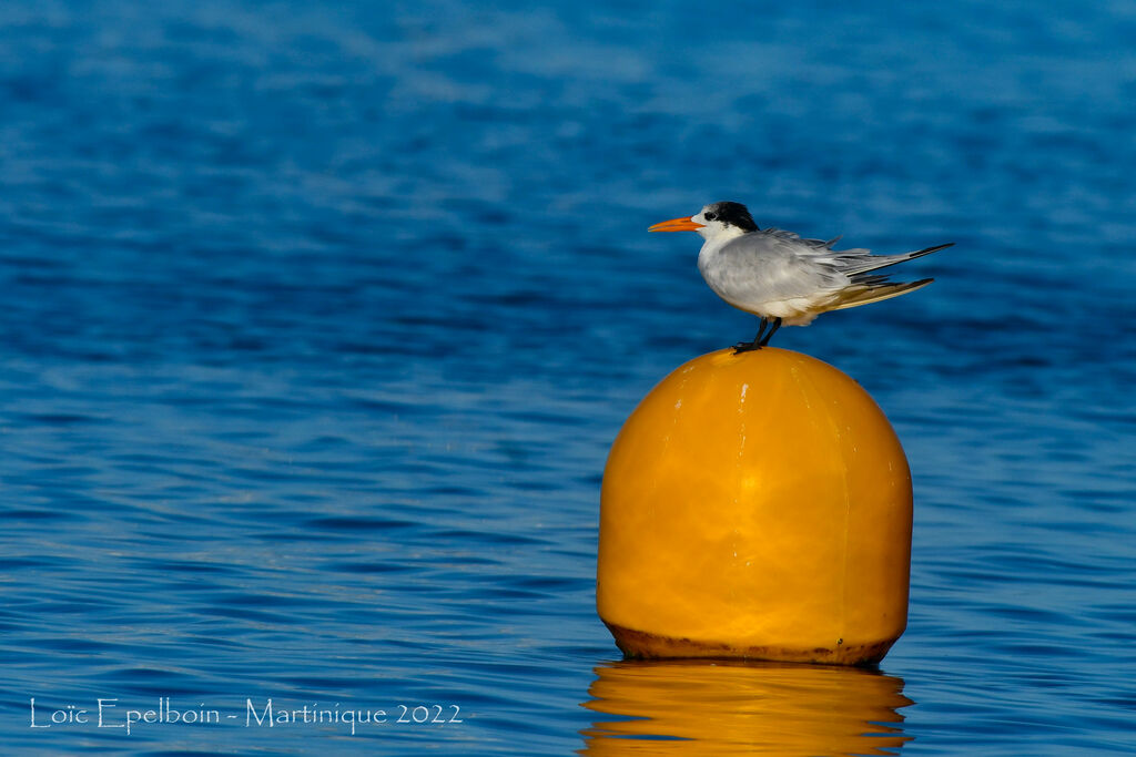 Royal Tern