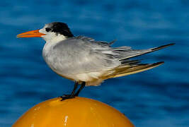 Royal Tern