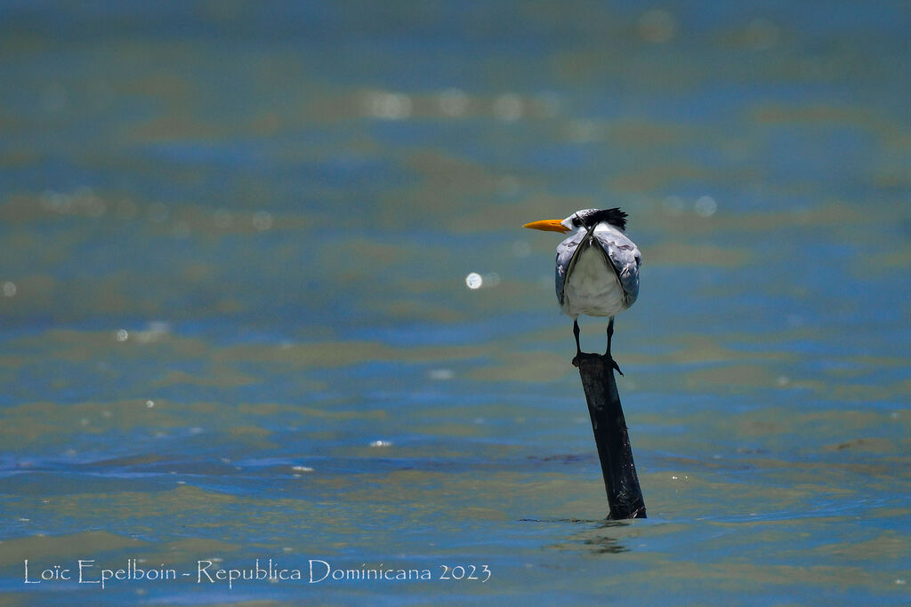 Royal Tern