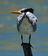 Royal Tern