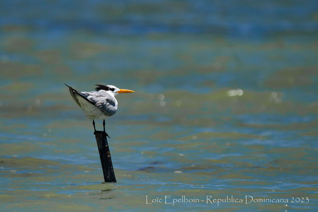 Royal Tern