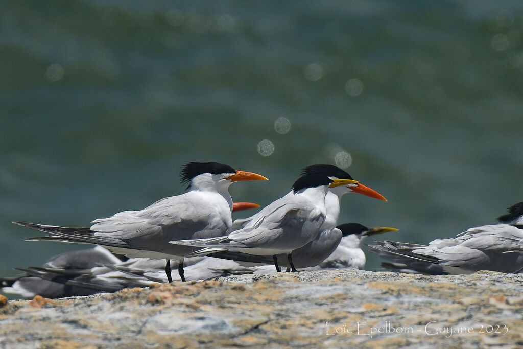 Royal Tern