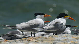 Royal Tern