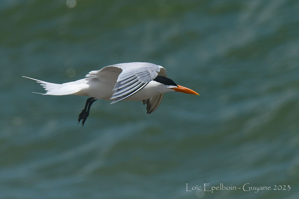 Royal Tern