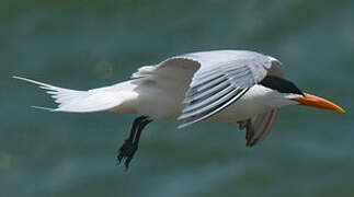 Royal Tern