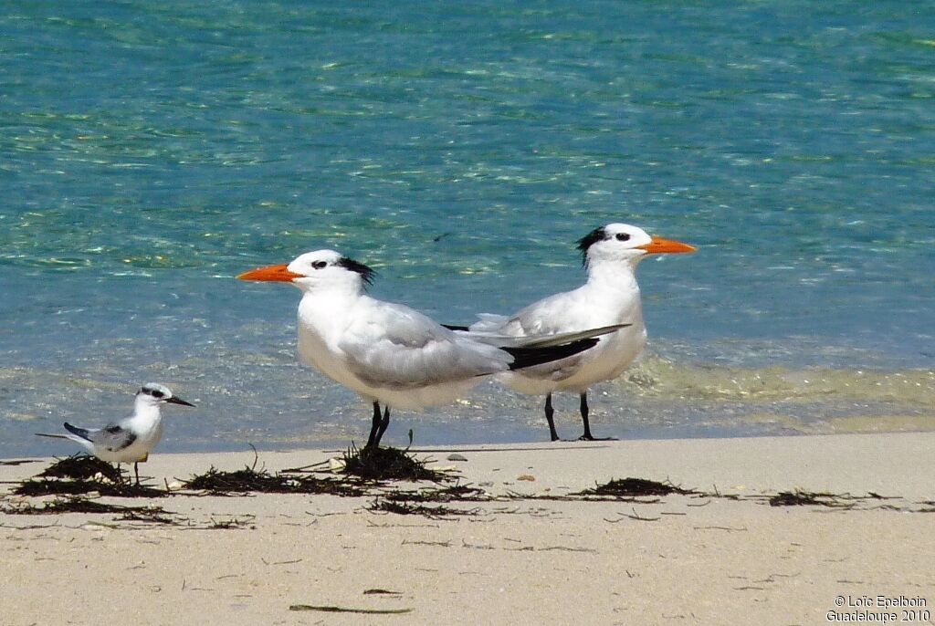 Royal Tern