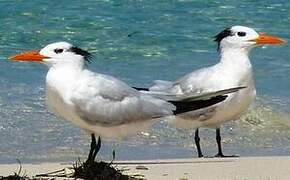 Royal Tern