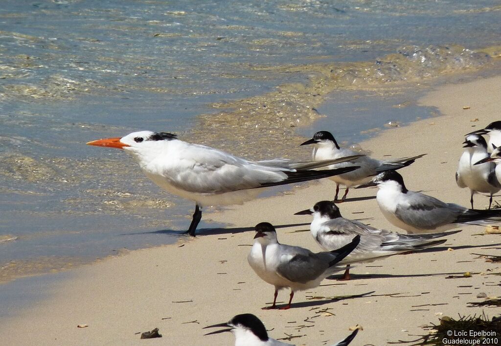 Royal Tern