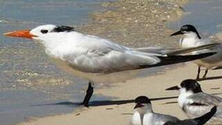 Royal Tern