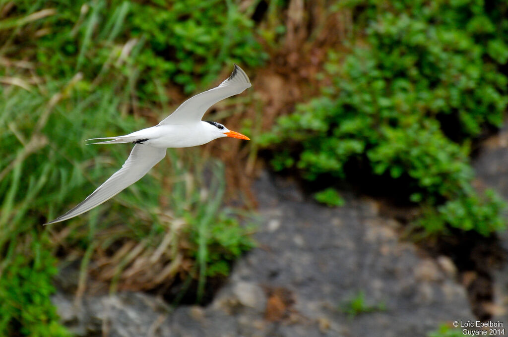 Royal Tern