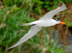 Royal Tern