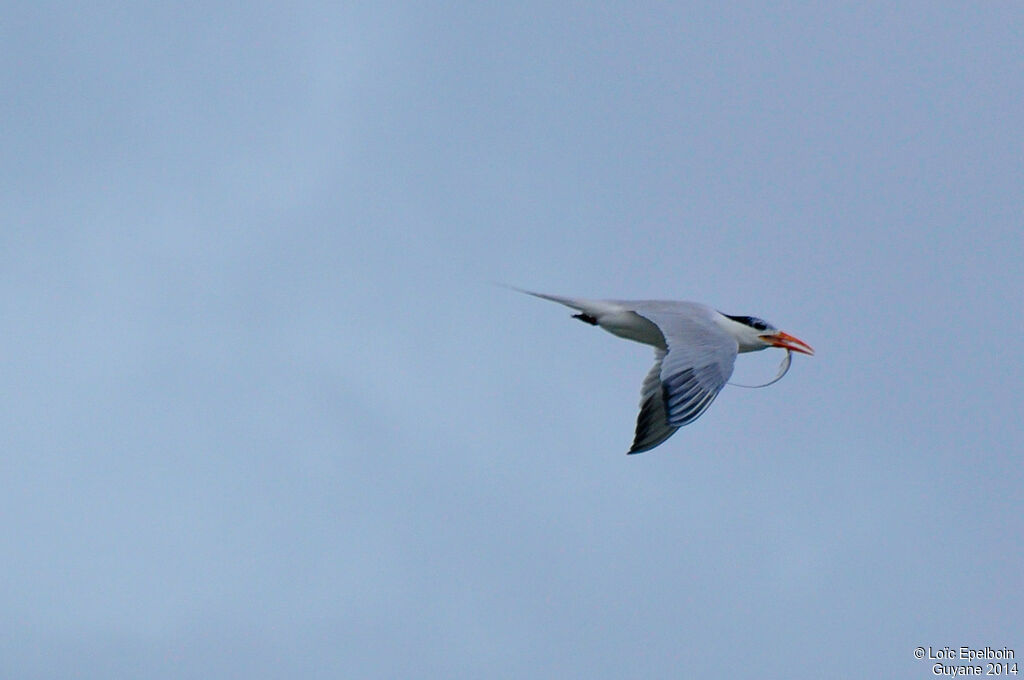 Royal Tern