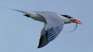 Royal Tern