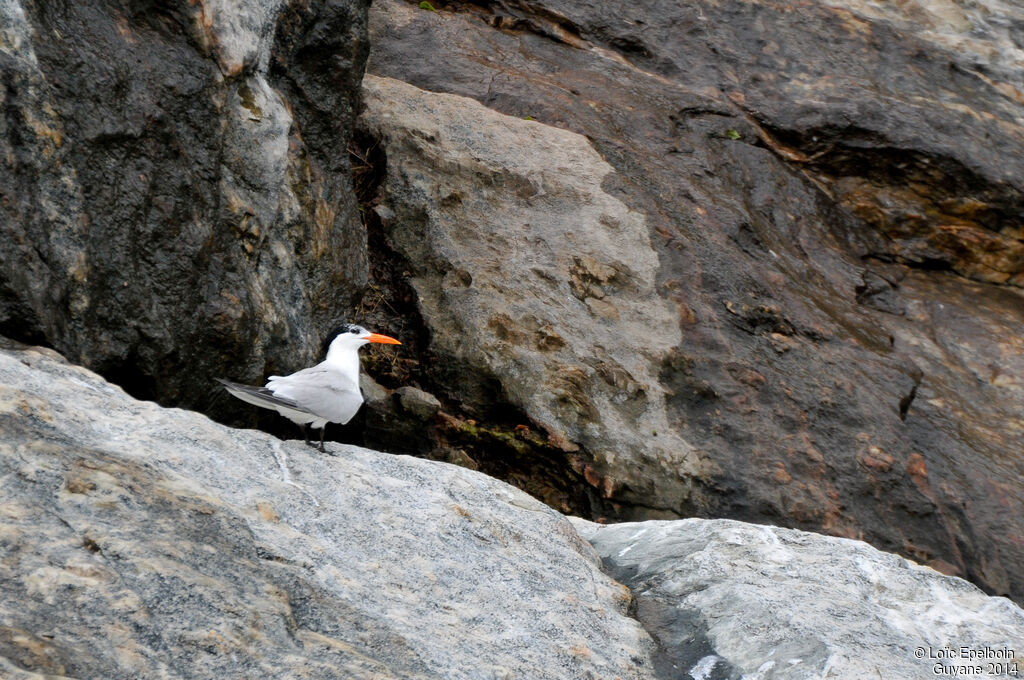 Royal Tern