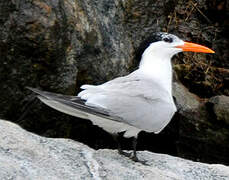 Royal Tern