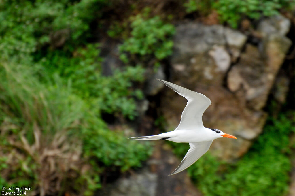 Royal Tern