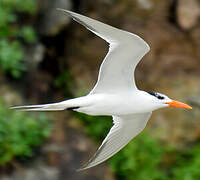 Royal Tern