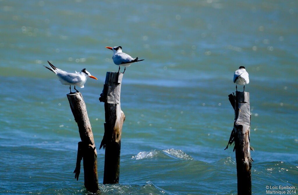 Royal Tern