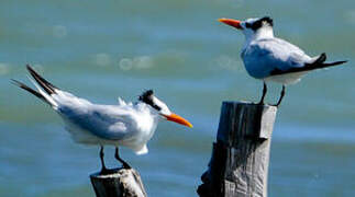 Royal Tern