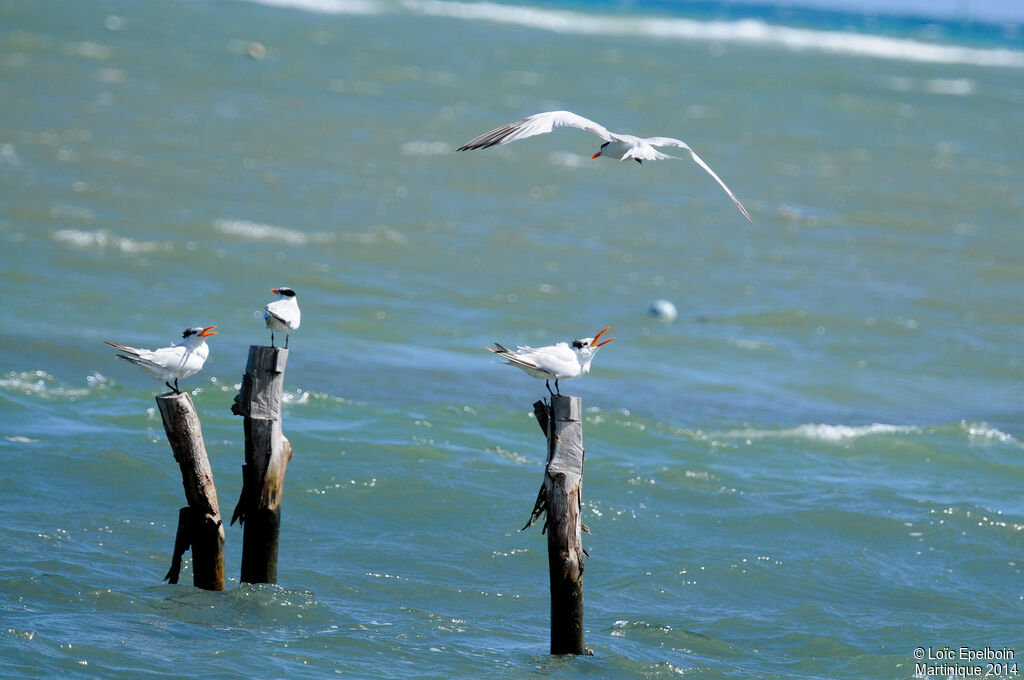 Royal Tern