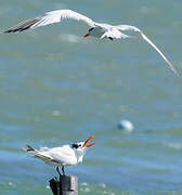 Royal Tern