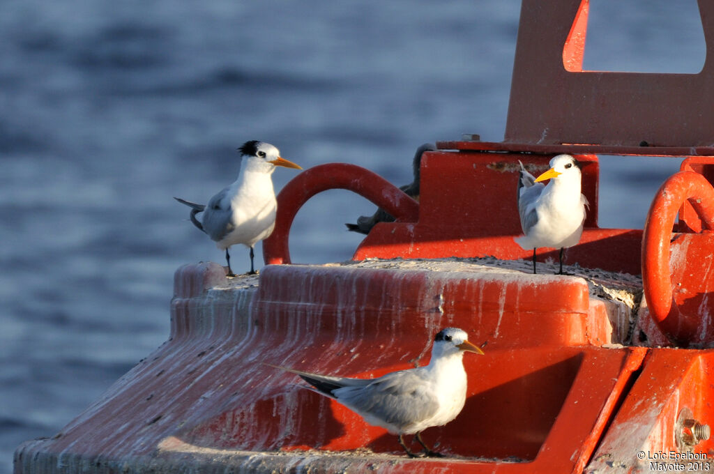 Lesser Crested Tern