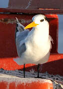 Lesser Crested Tern