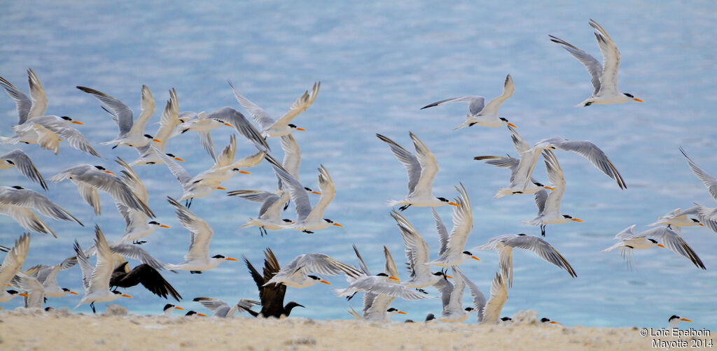 Lesser Crested Tern