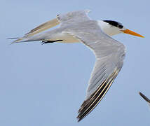 Lesser Crested Tern