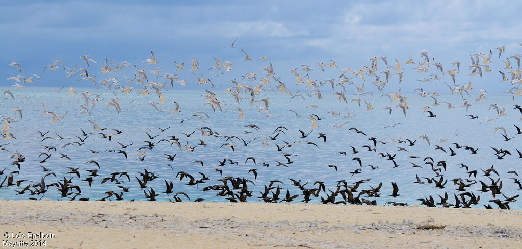 Lesser Crested Tern