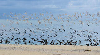 Lesser Crested Tern