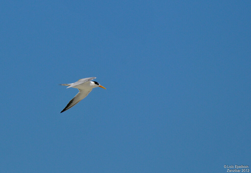 Lesser Crested Tern