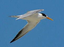 Lesser Crested Tern