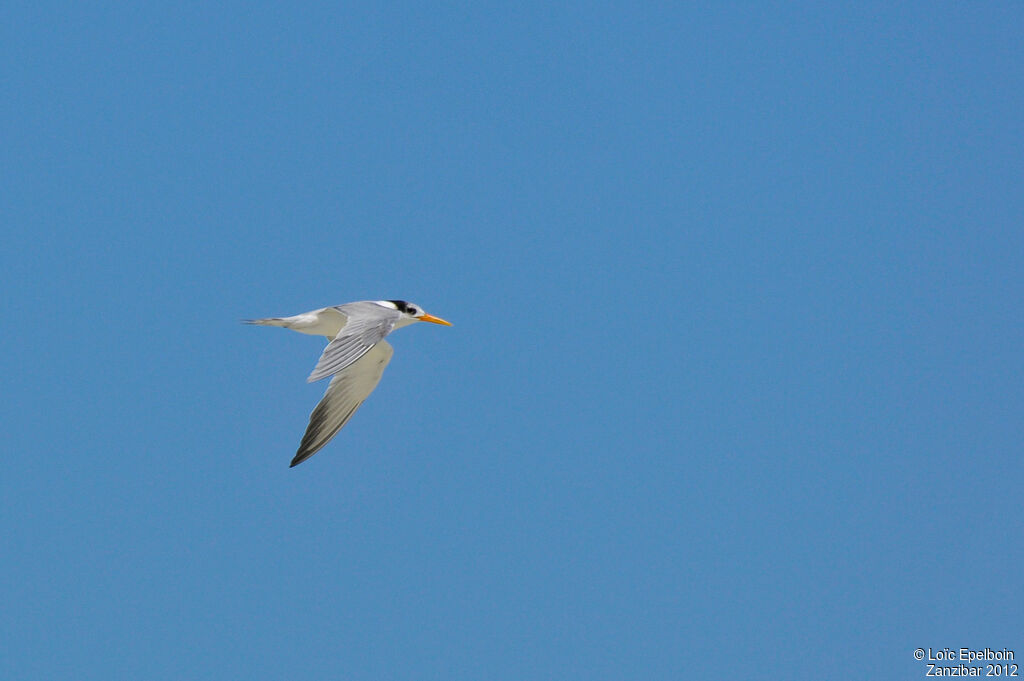 Lesser Crested Tern