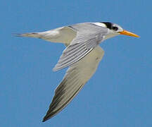 Lesser Crested Tern