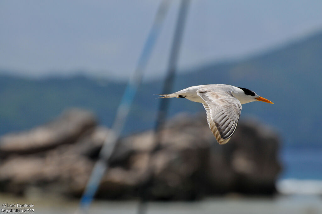 Lesser Crested Tern