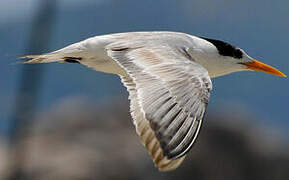 Lesser Crested Tern