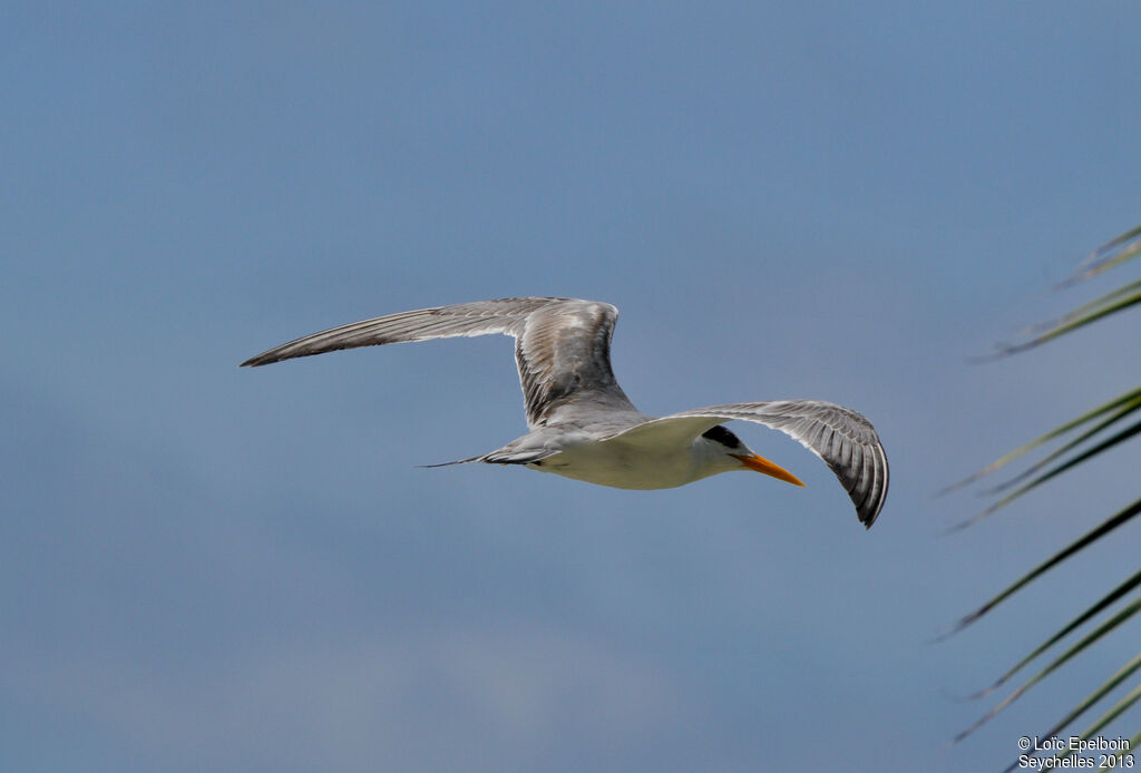 Lesser Crested Tern