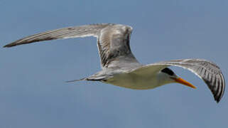 Lesser Crested Tern