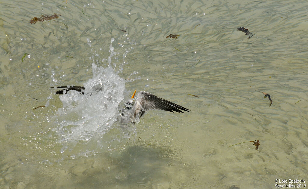 Lesser Crested Tern