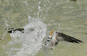 Lesser Crested Tern