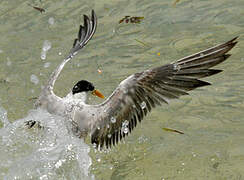 Lesser Crested Tern