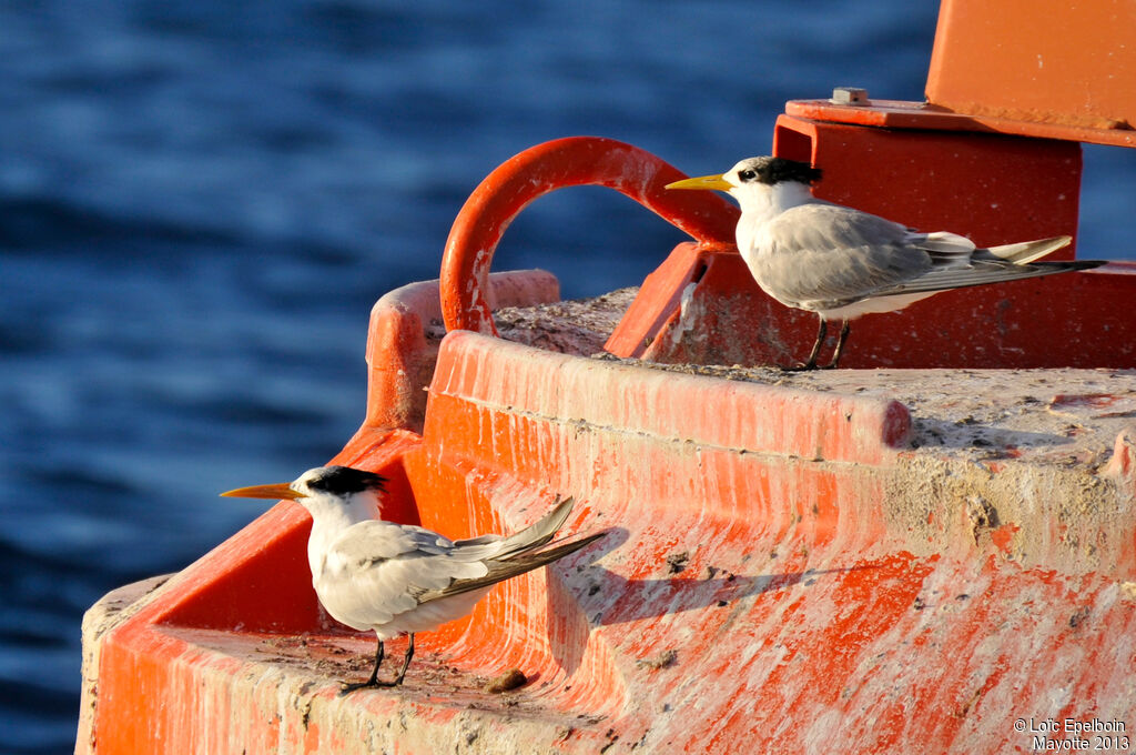 Lesser Crested Tern