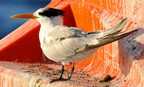 Lesser Crested Tern