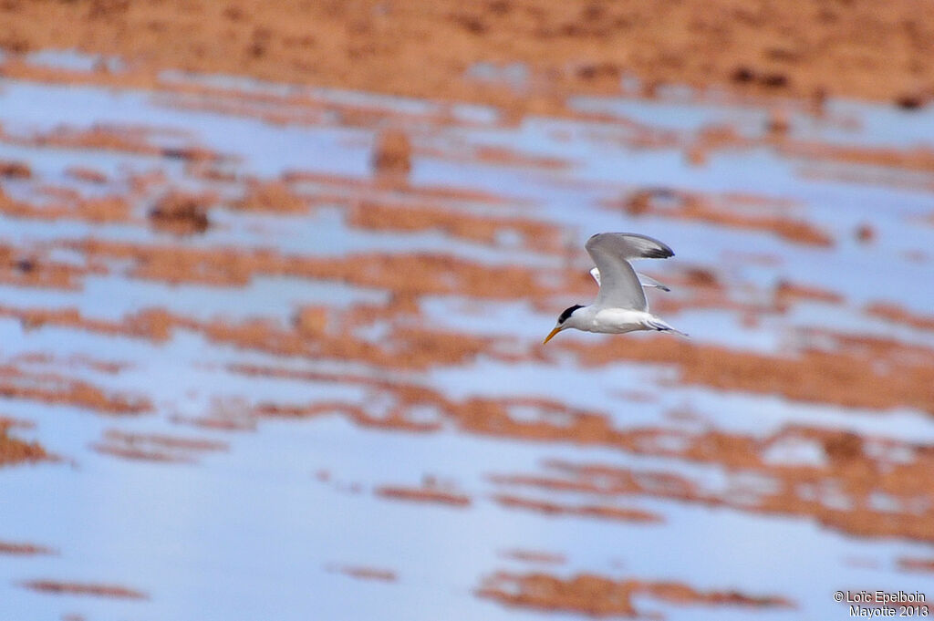 Lesser Crested Tern