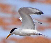 Lesser Crested Tern