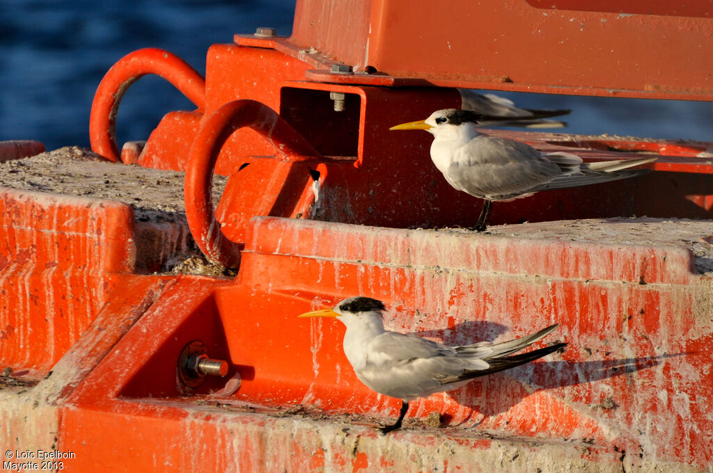 Lesser Crested Tern