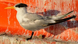 Lesser Crested Tern