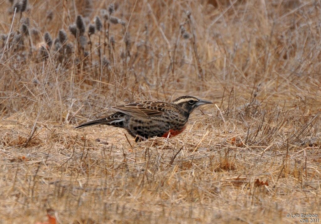 Long-tailed Meadowlark