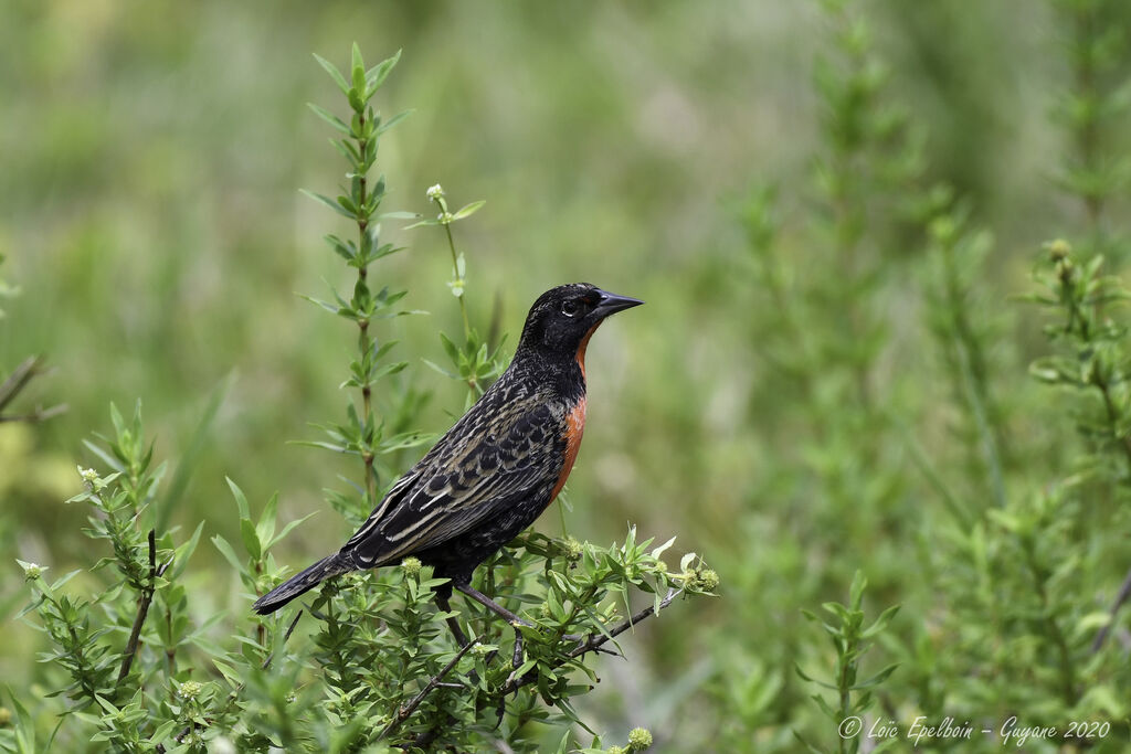 Red-breasted Meadowlark